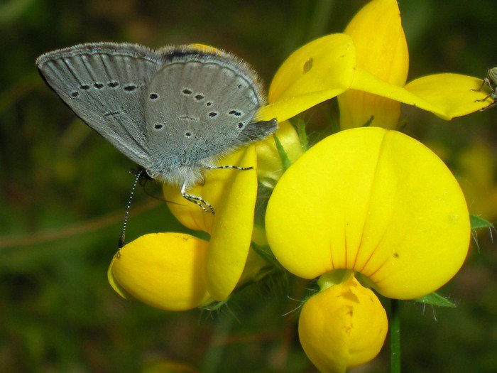 Cyaniris semiargus?